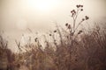 Melancholic mood Ã¢â¬â plants on a foggy shore at sunrise